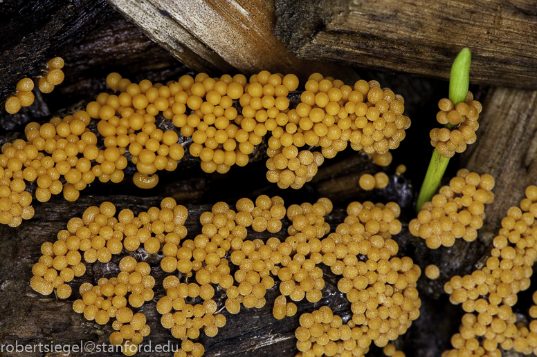 slime mold